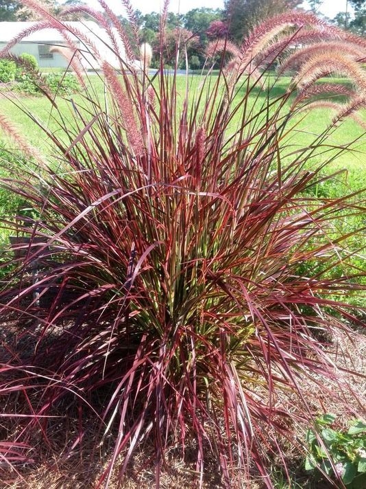 penn rubrum